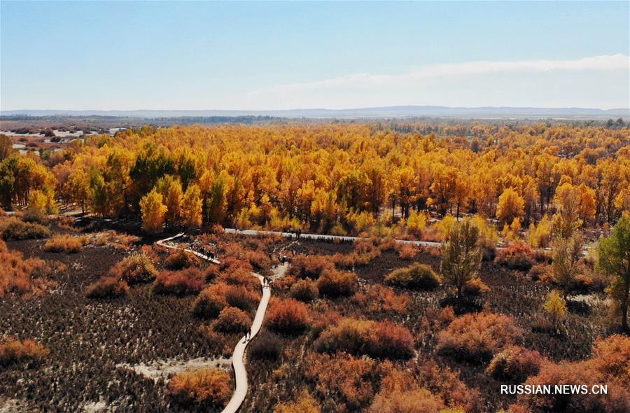 Красота осеннего леса в провинции Ганьсу