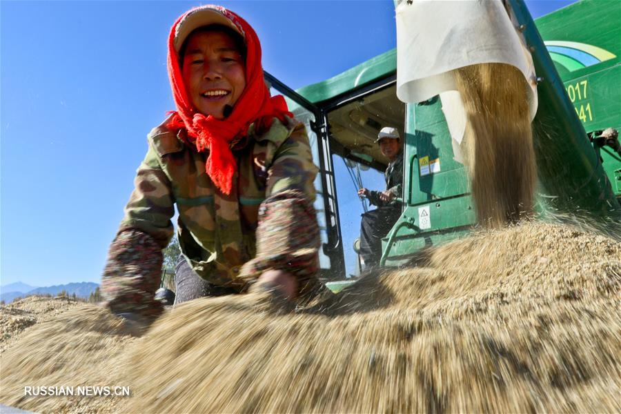 Сезон сбора урожая в Китае 