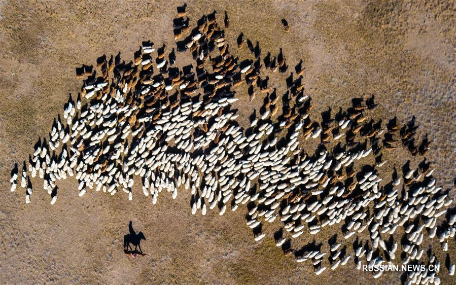 Пастух со своим стадом овец в Монголии