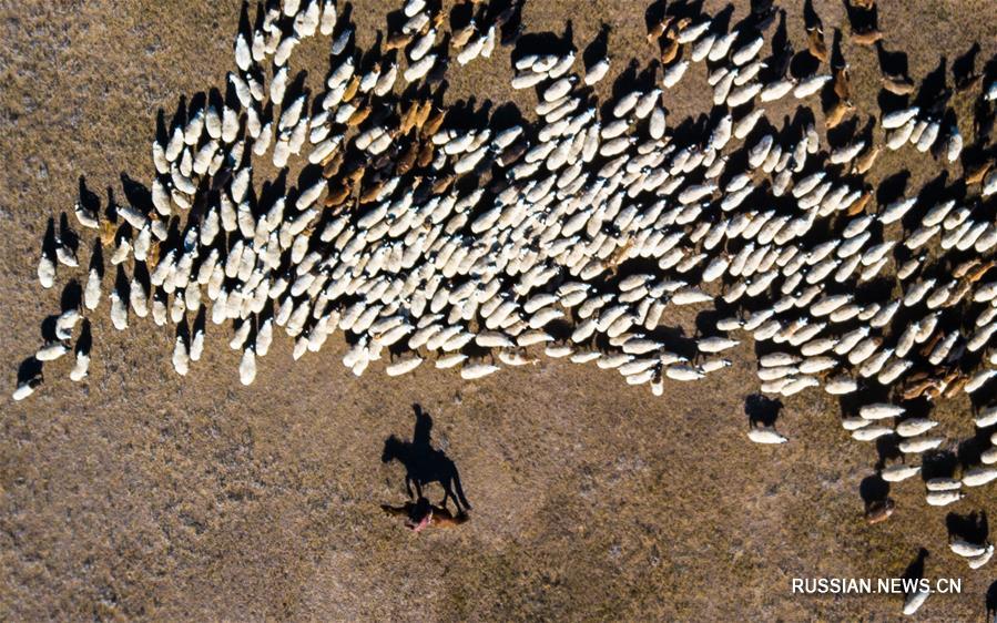 Пастух со своим стадом овец в Монголии
