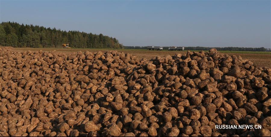 В Беларуси собирают урожай сахарной свеклы
