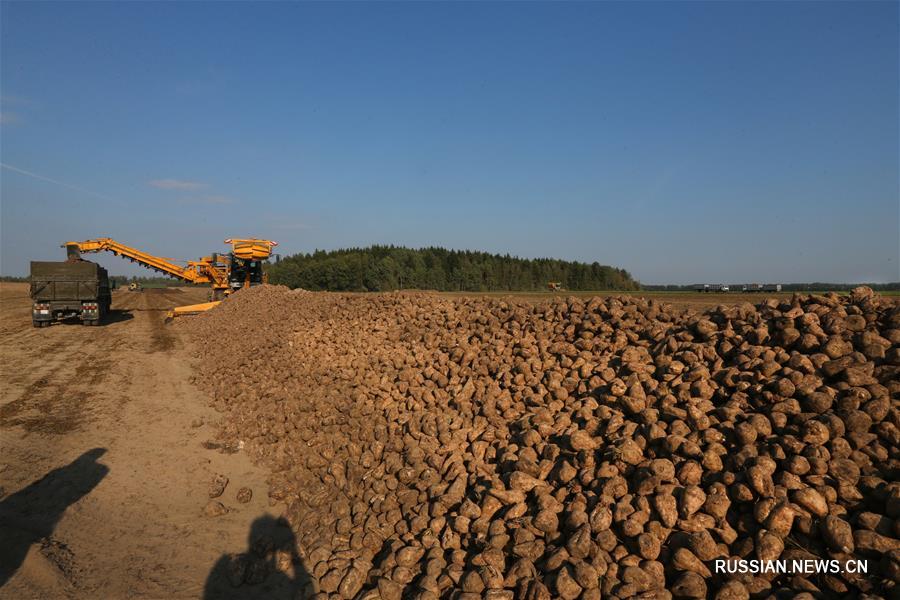 В Беларуси собирают урожай сахарной свеклы