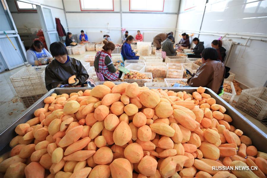 Сбор урожая сладкого картофеля в провинции Хэбэй
