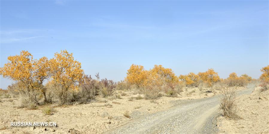 Тополиные рощи посреди пустынной местности на северо-западе Китая