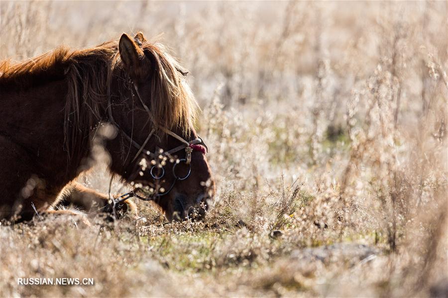 Проект "Сегодняшняя Монголия" прошел в Улан-Баторе