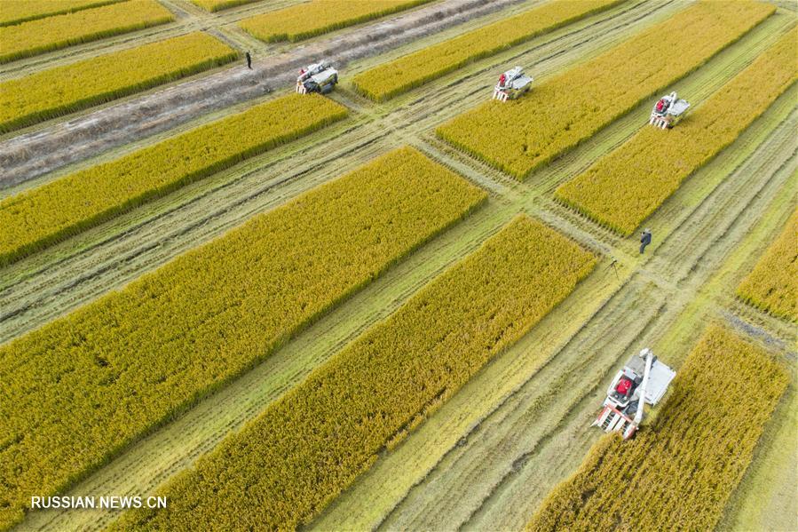 Сбор урожая в Китае на Всемирный день продовольствия -- 16 октября