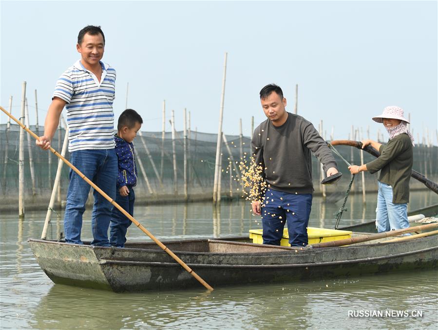 Сбор крабов на предприятиях в провинции Чжэцзян