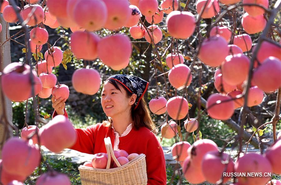 Конкурс на самые красивые и вкусные яблочки в провинции Шаньдун