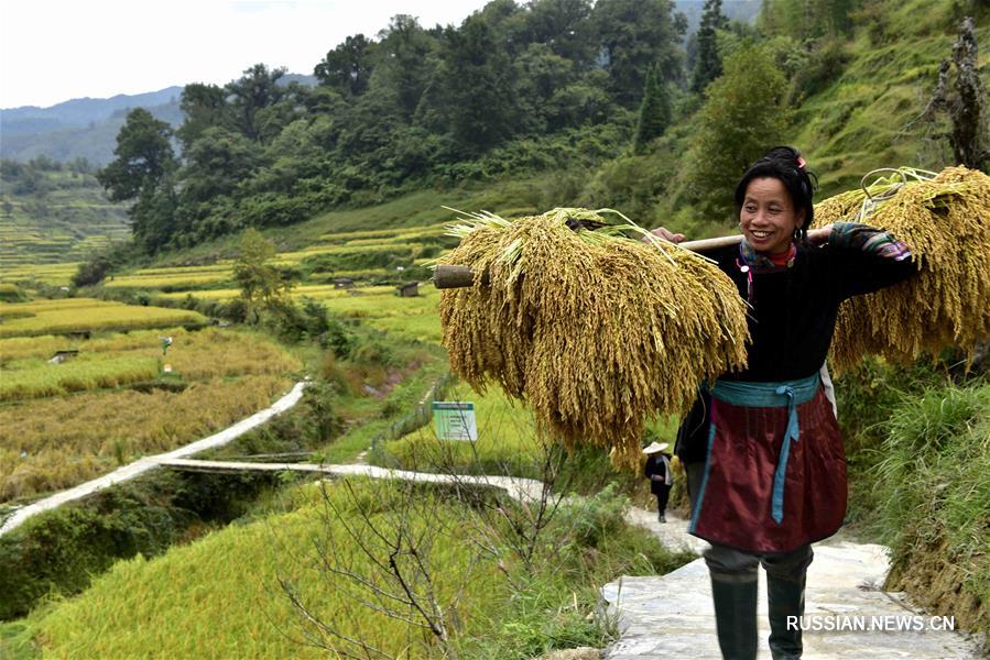 По всему Китаю собирают богатый урожай