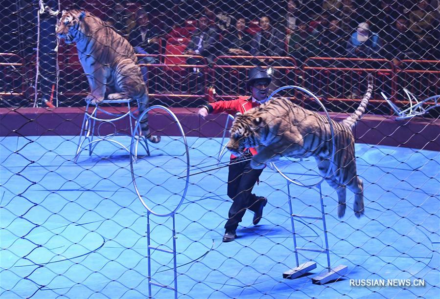 Международный фестиваль циркового искусства в провинции Хэнань