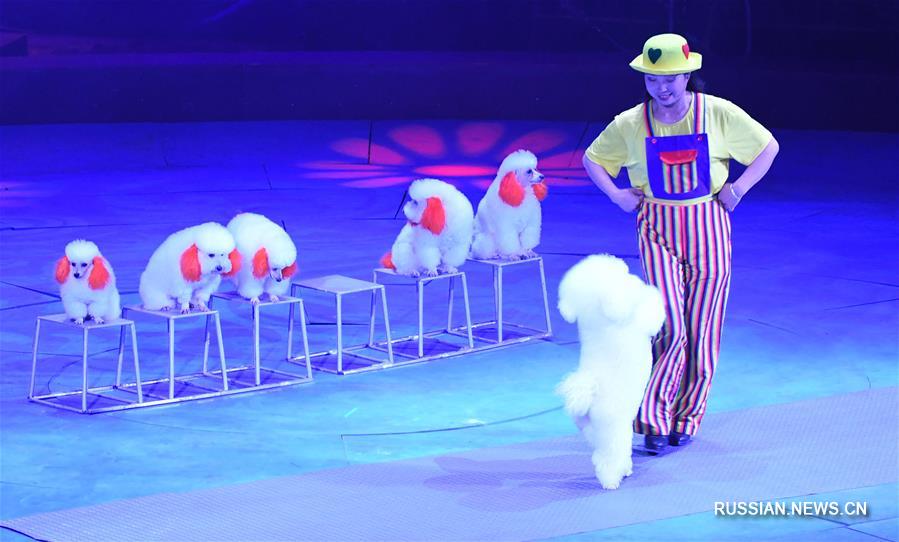 Международный фестиваль циркового искусства в провинции Хэнань