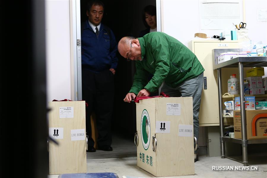 Китай передал Японии пару красноногих ибисов 