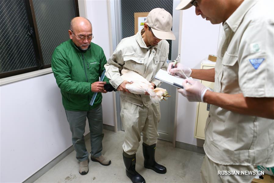 Китай передал Японии пару красноногих ибисов 