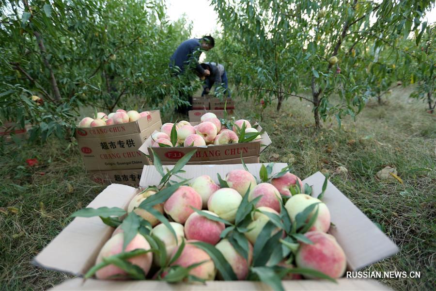 Урожай персика собирают в провинции Шаньдун