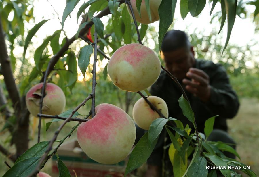 Урожай персика собирают в провинции Шаньдун