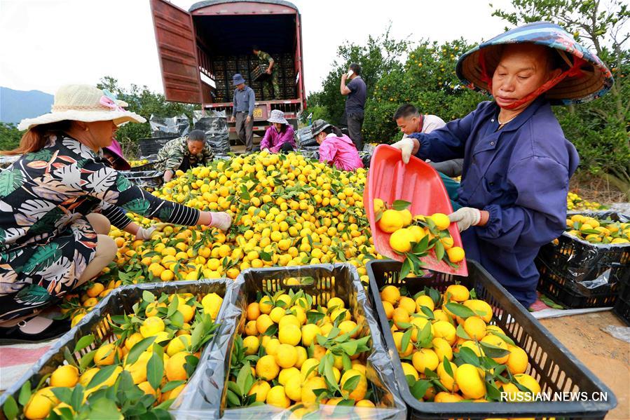 Сбор урожая мандаринов в провинции Цзянси