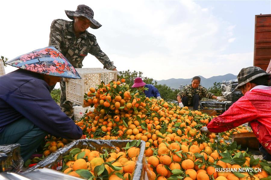 Сбор урожая мандаринов в провинции Цзянси
