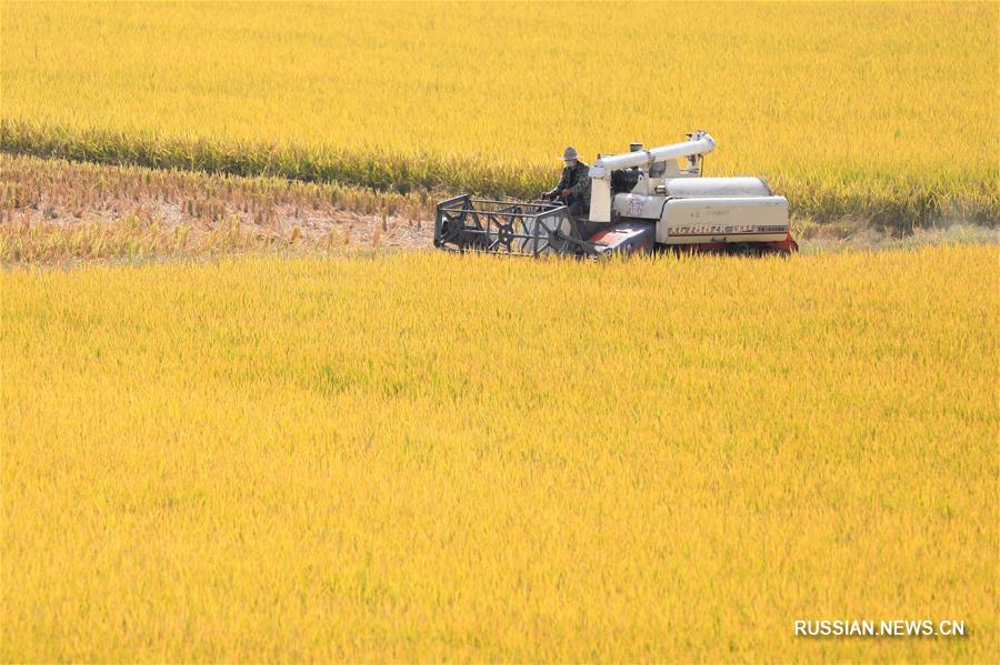 Осенний урожай в провинции Цзянсу