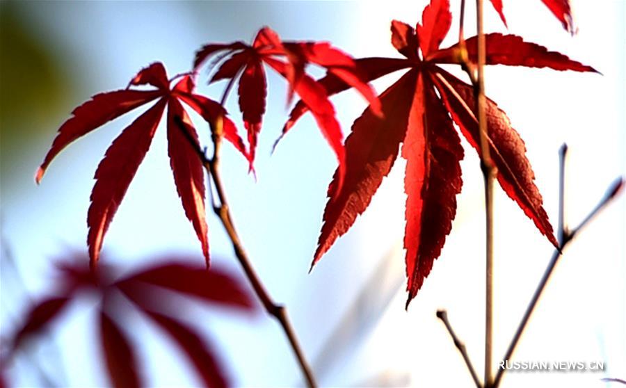 Осенние листья в провинции Цзянсу