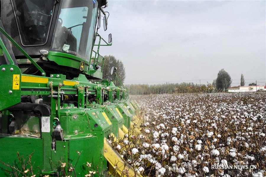 Урожай хлопка собирают в Синьцзяне