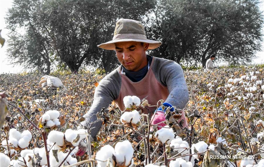 Урожай хлопка собирают в Синьцзяне