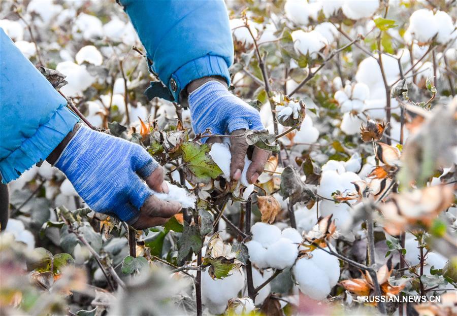 Урожай хлопка собирают в Синьцзяне