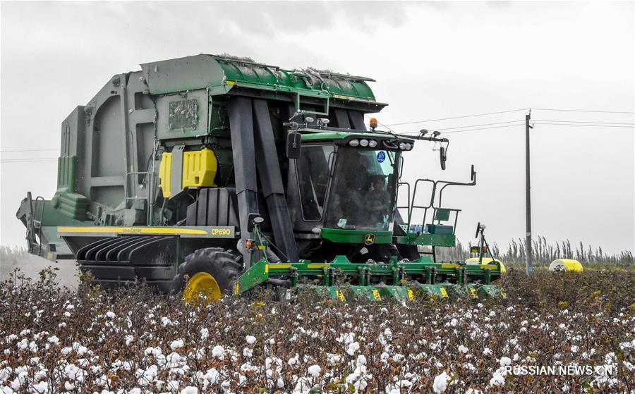 Урожай хлопка собирают в Синьцзяне