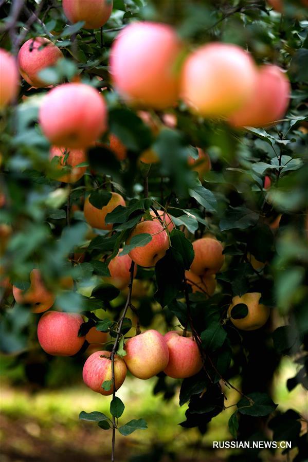 Вкусные яблочки из провинции Хэбэй