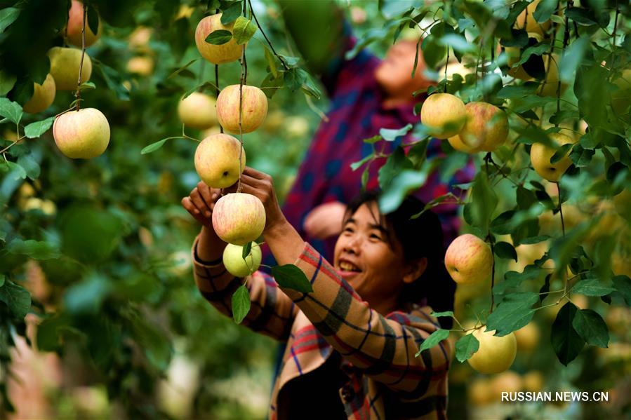 Вкусные яблочки из провинции Хэбэй