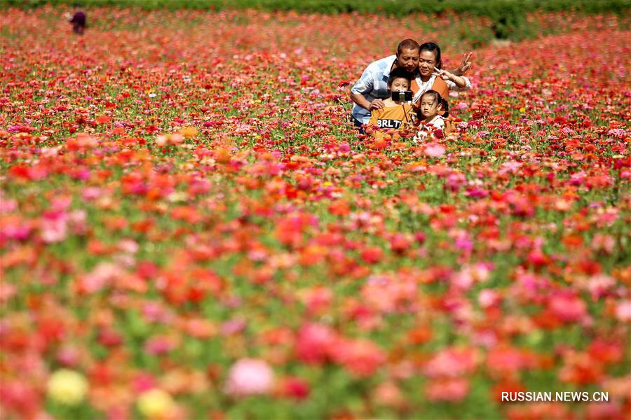И осенью цветут поля в провинции Цзянсу!