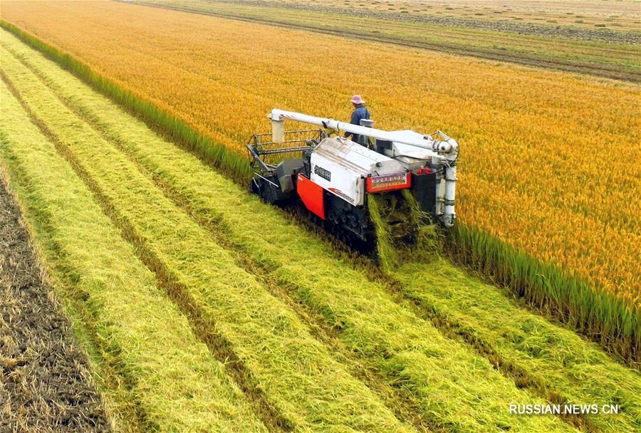 В Китае интенсивно идет уборка урожая зерновых