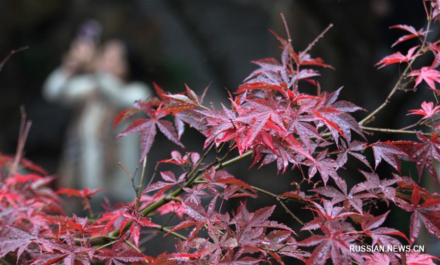 Красные кленовые листья в г. Янчжоу привлекают большое количество туристов