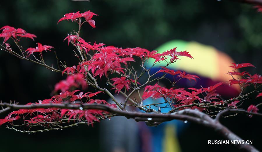 Красные кленовые листья в г. Янчжоу привлекают большое количество туристов