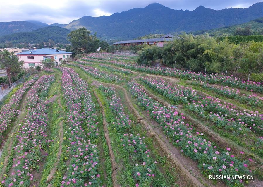 Осенние цветы в провинции Фуцзянь