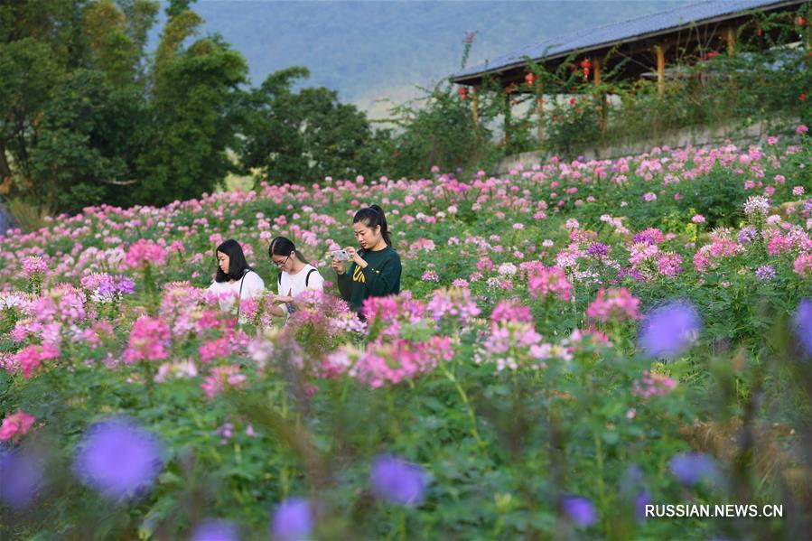 Осенние цветы в провинции Фуцзянь