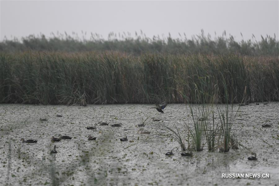 Национальный парк водно-болотных угодий Ханчжоувань в провинции Чжэцзян