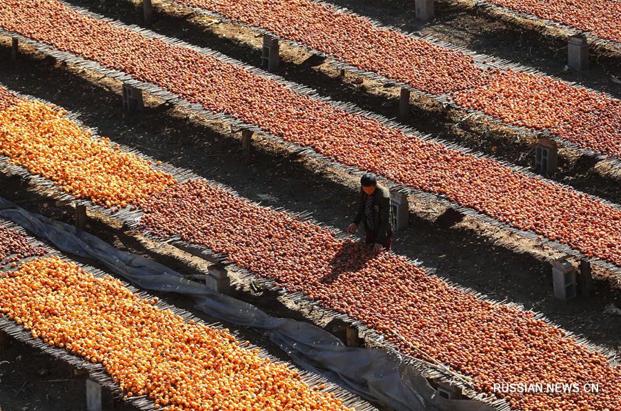 Урожай хурмы собирают в провинции Хэбэй