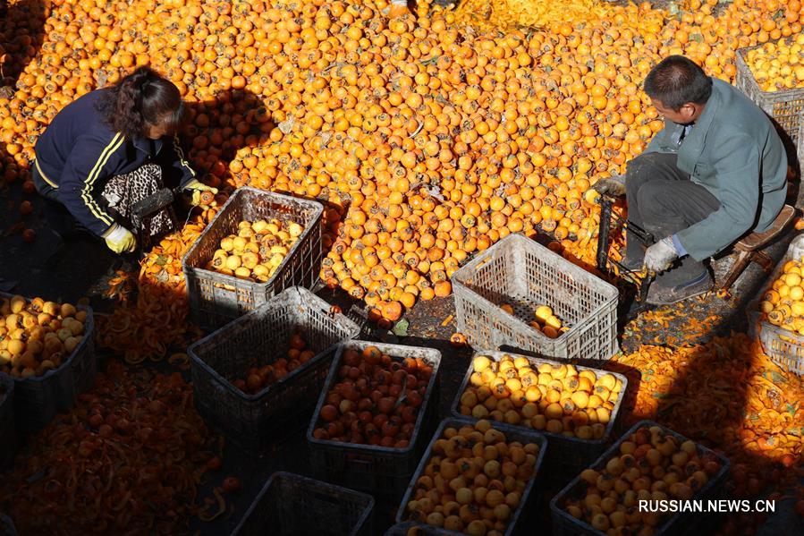 Урожай хурмы собирают в провинции Хэбэй