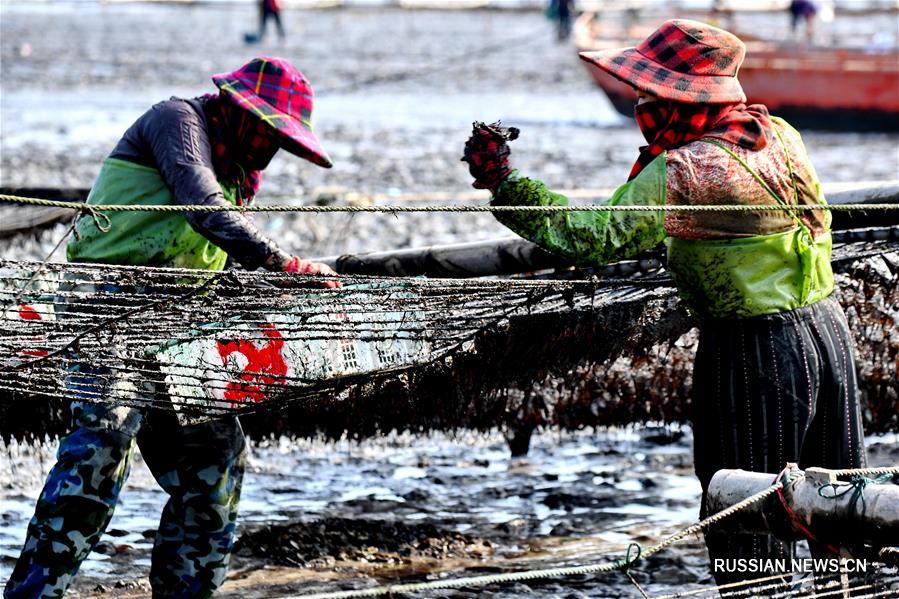 Сбор урожая съедобных красных водорослей в провинции Фуцзянь
