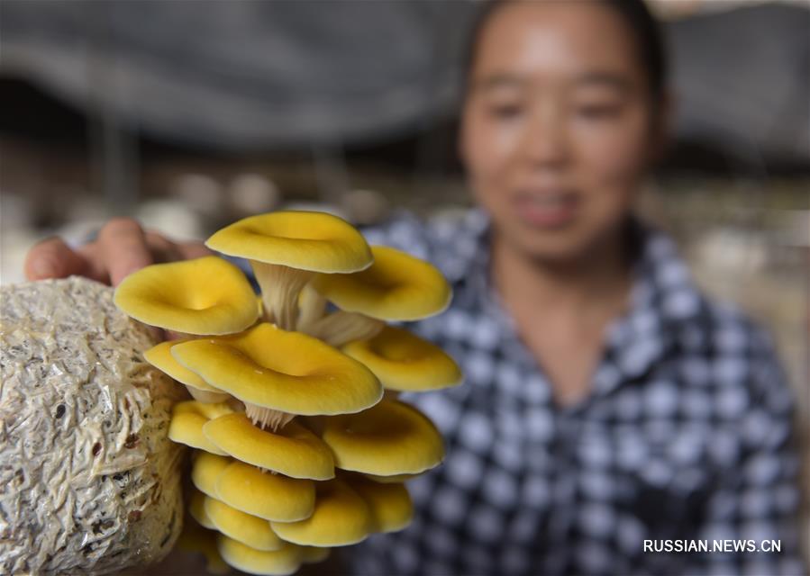 Выращивание грибов -- дорога к процветанию в Центральном Китае