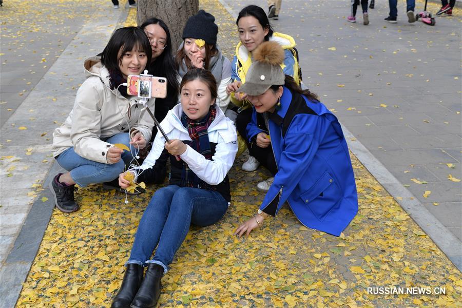 Золотая аллея гинкго билоба в Пекине