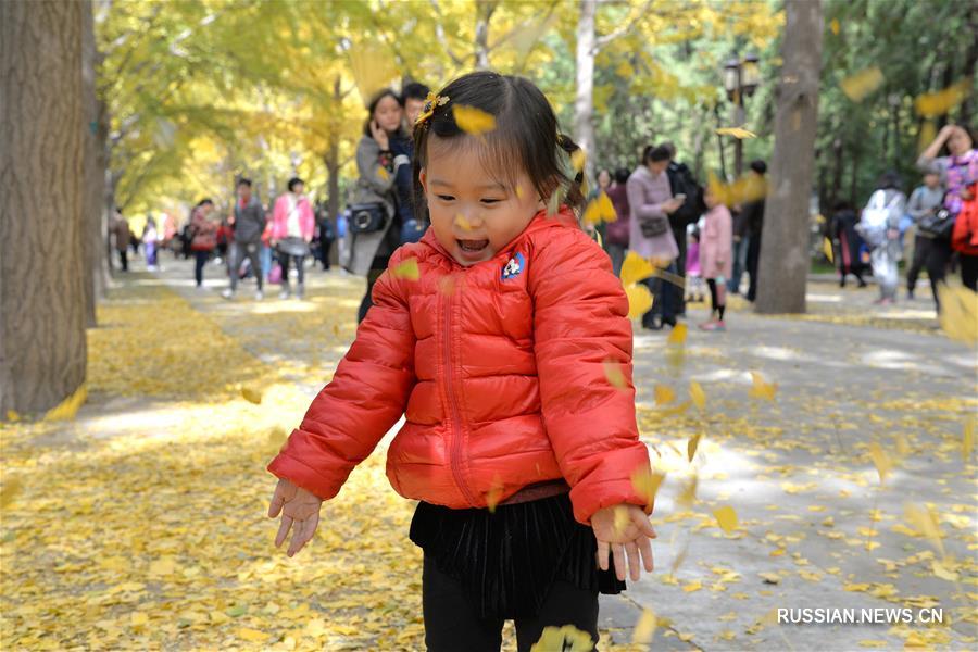 Золотая аллея гинкго билоба в Пекине