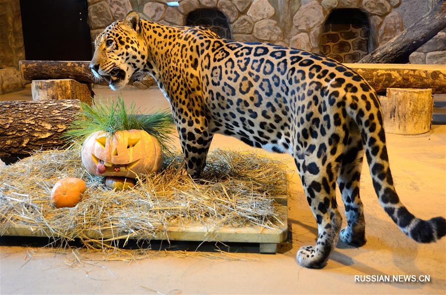 Хэллоуин отметили в зоопарке Нижнего Новгорода
