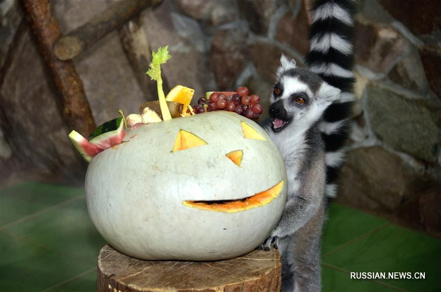 Хэллоуин отметили в зоопарке Нижнего Новгорода