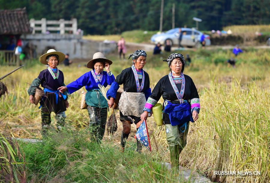Ароматный клейкий рис собирают в Гуанси-Чжуанском АР