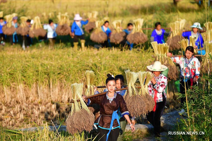 Ароматный клейкий рис собирают в Гуанси-Чжуанском АР