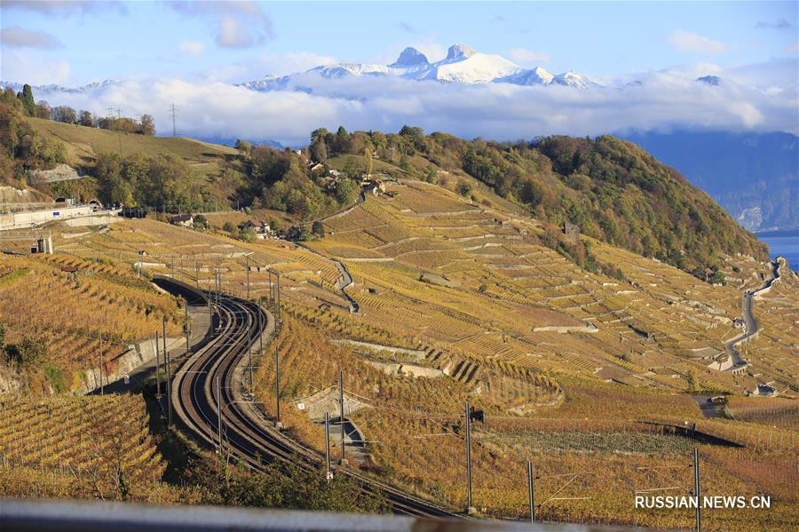 Террасные виноградники Лаво в Швейцарии