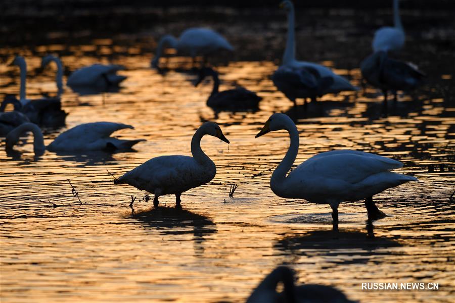 Дикие лебеди прибывают на зимовку в провинцию Шаньси