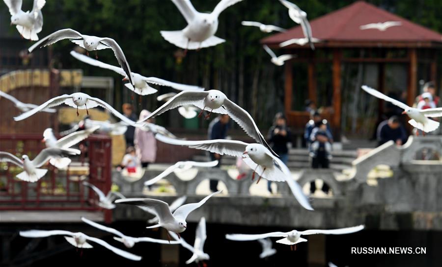 Тысячи озерных чаек в городе Куньмин