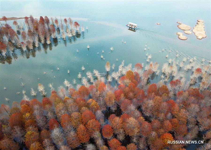 Осень в лесах провинции Аньхой